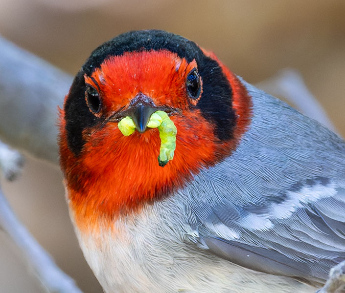 Red-faced Warbler Cardellina rubrifrons 