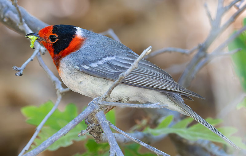 Red-faced Warbler Cardellina rubrifrons 