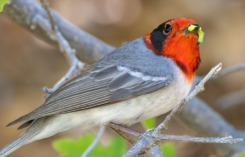 Red-faced Warbler Cardellina rubrifrons 