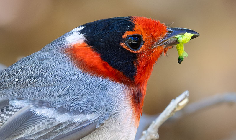 Red-faced Warbler Cardellina rubrifrons 