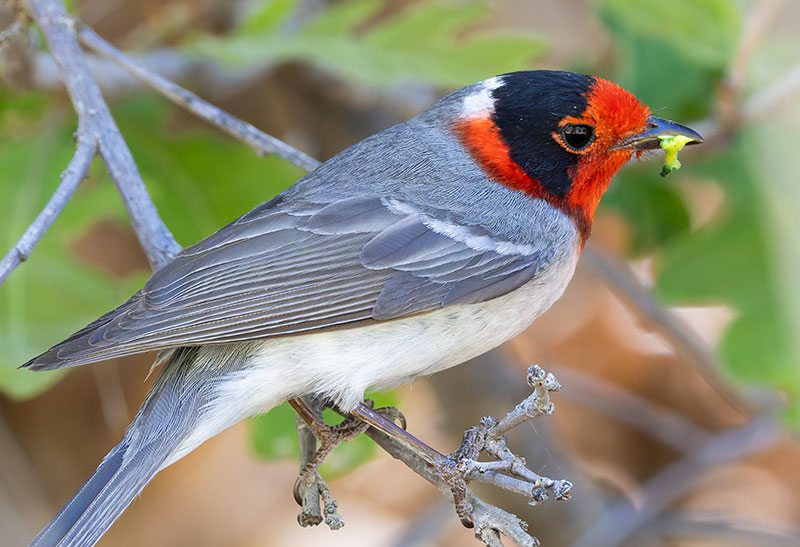 Red-faced Warbler Cardellina rubrifrons 
