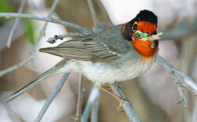 Red-faced Warbler Cardellina rubrifrons 