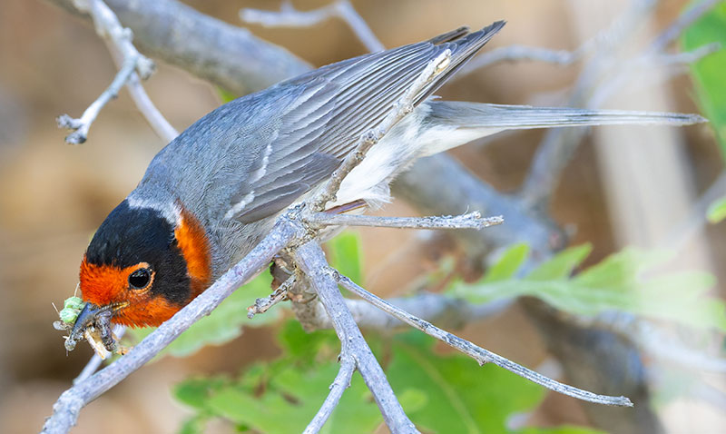 Red-faced Warbler Cardellina rubrifrons 