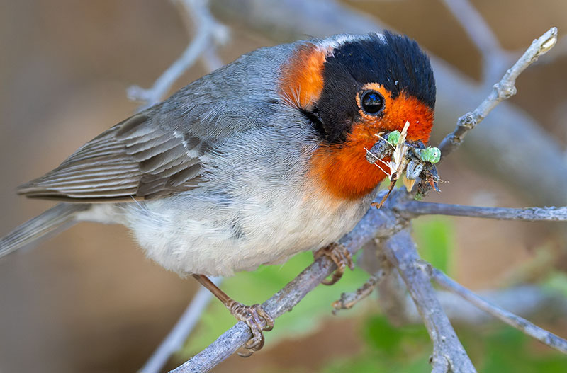 Red-faced Warbler Cardellina rubrifrons 