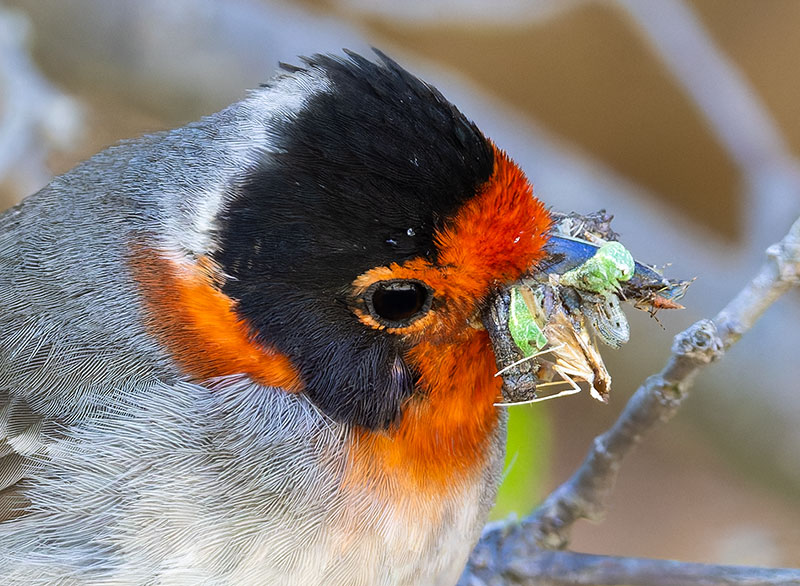 Red-faced Warbler Cardellina rubrifrons 