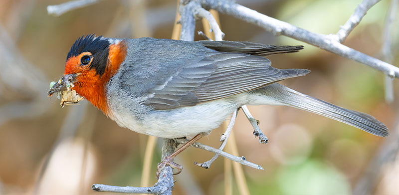 Red-faced Warbler Cardellina rubrifrons 