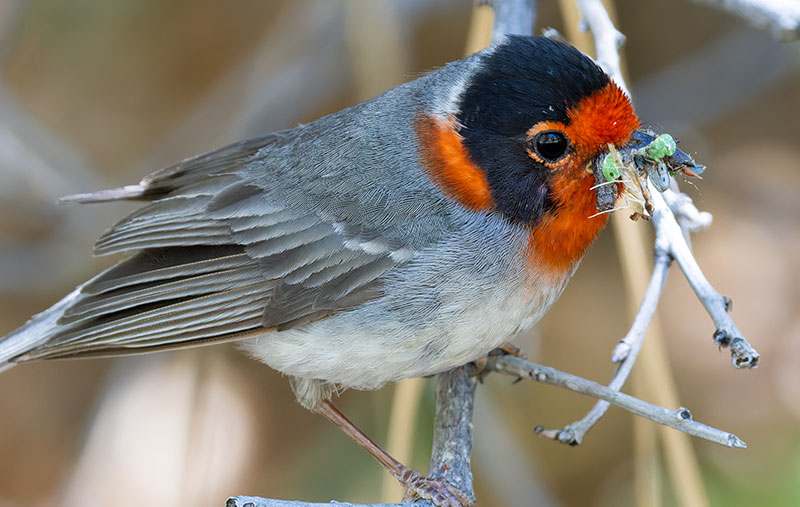 Red-faced Warbler Cardellina rubrifrons 