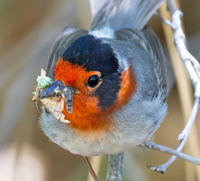 Red-faced Warbler Cardellina rubrifrons 