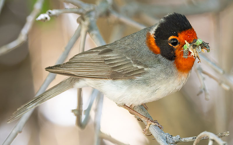 Red-faced Warbler Cardellina rubrifrons 
