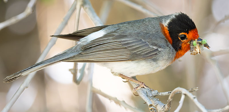Red-faced Warbler Cardellina rubrifrons 