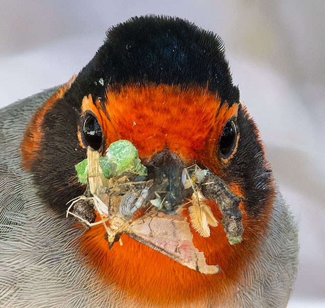 Red-faced Warbler Cardellina rubrifrons 