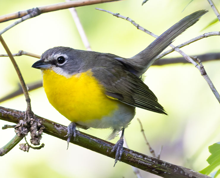 Yellow-breasted Chat Icteria virens