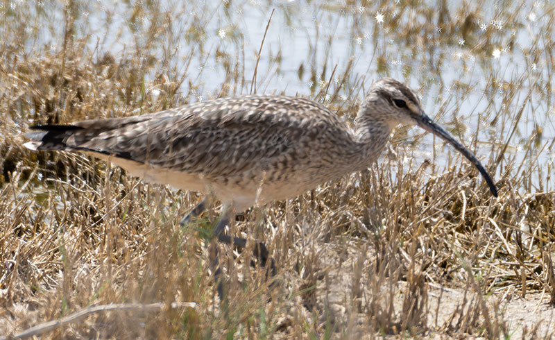 Hudsonian Whimbrel Numenius hudsonicus  