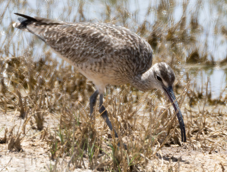 Hudsonian Whimbrel Numenius hudsonicus  