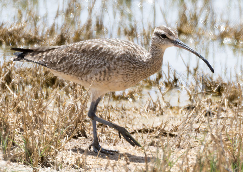 Hudsonian Whimbrel Numenius hudsonicus  