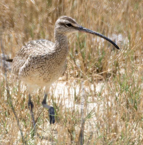 Hudsonian Whimbrel Numenius hudsonicus  
