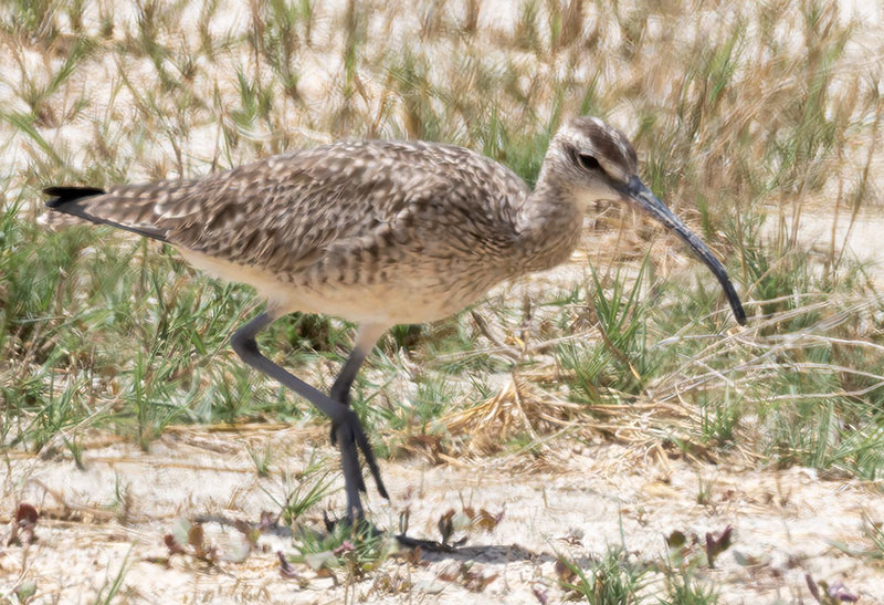 Hudsonian Whimbrel Numenius hudsonicus  