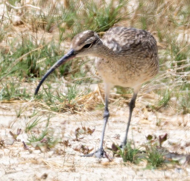 Hudsonian Whimbrel Numenius hudsonicus  