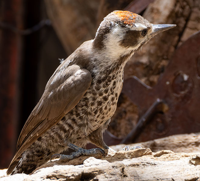 Arizona (Strickland's) Woodpecker Picoides arizonae 