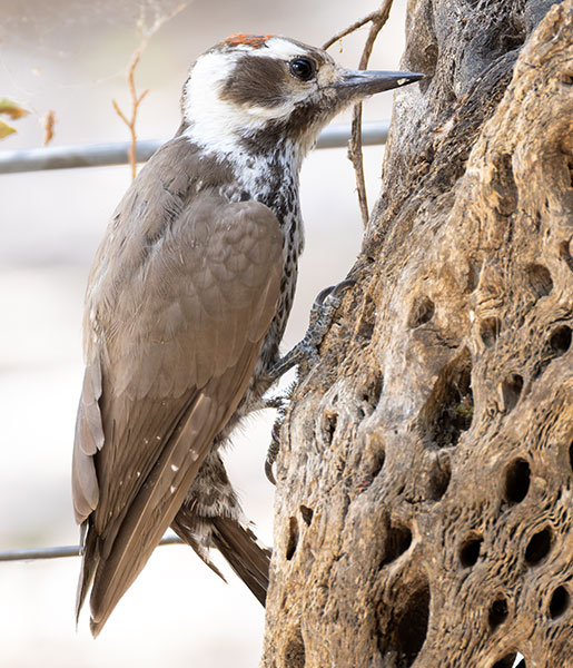 Arizona (Strickland's) Woodpecker Picoides arizonae 
