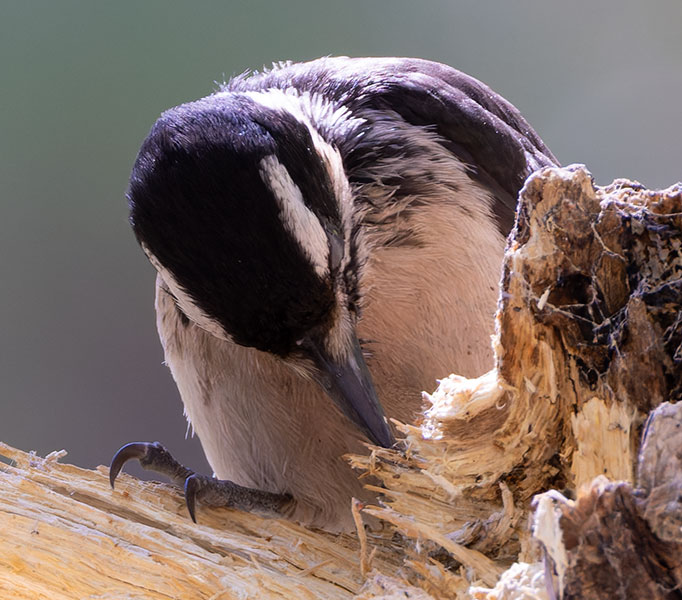 Hairy Woodpecker Picoides villosus 