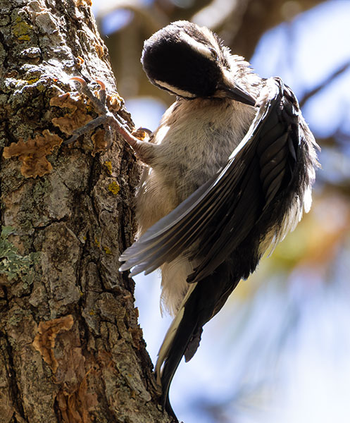 Hairy Woodpecker Picoides villosus 