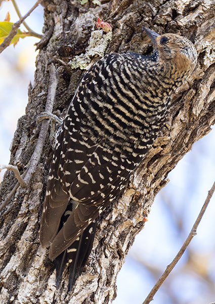 Williamson's Sapsucker Sphyrapicus thyroideus