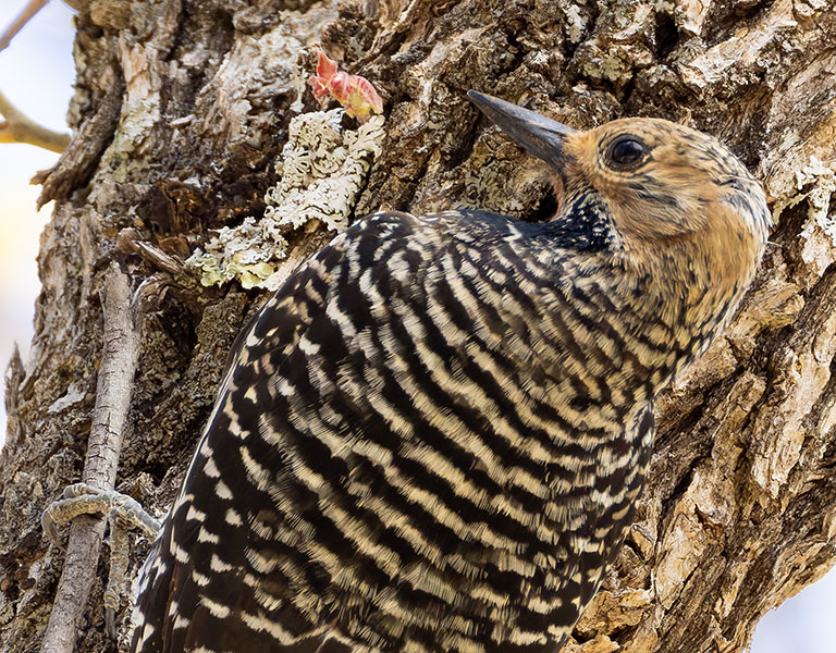 Williamson's Sapsucker Sphyrapicus thyroideus