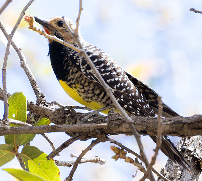 Williamson's Sapsucker Sphyrapicus thyroideus