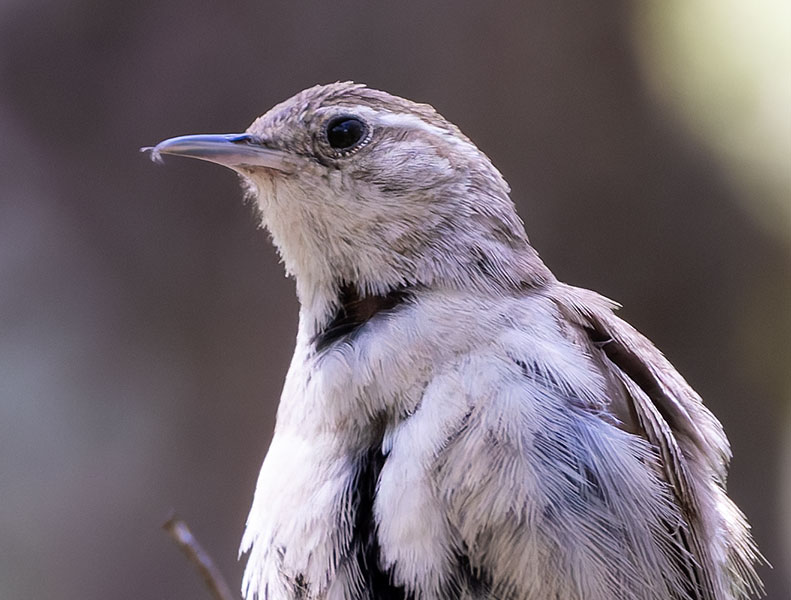 Bewick's Wren Thryomanes bewickii