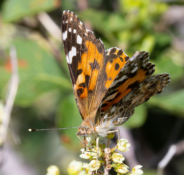 Painted Lady Vanessa cardui  Butterfly