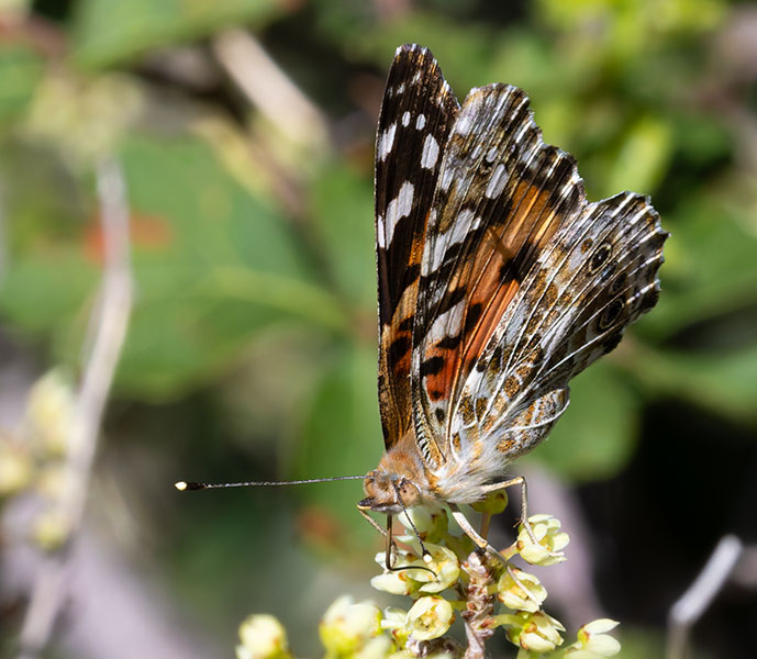 Painted Lady Vanessa cardui  Butterfly
