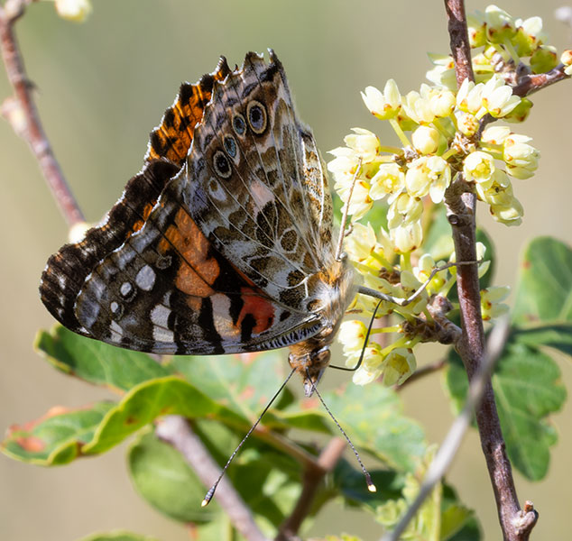 Painted Lady Vanessa cardui  Butterfly
