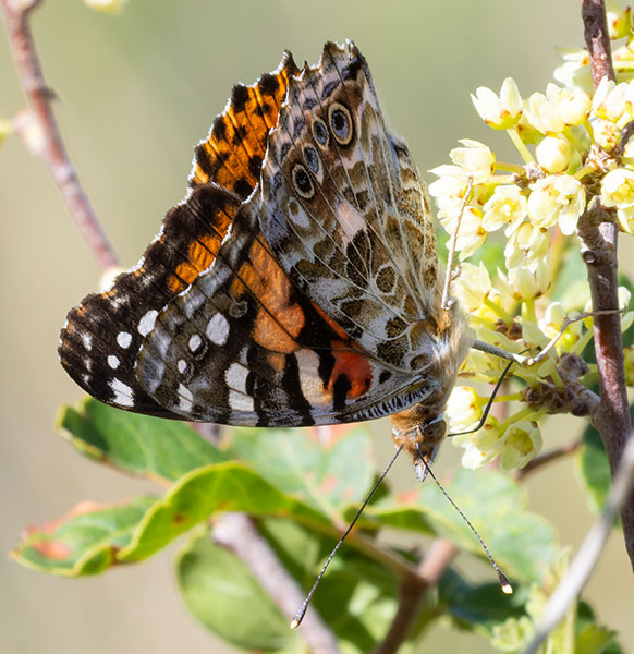 Painted Lady Vanessa cardui  Butterfly