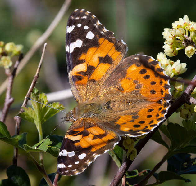 Painted Lady Vanessa cardui  Butterfly