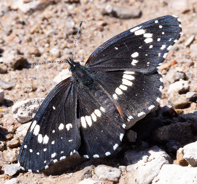 Bordered Patch Chlosyne lacinia Butterfly