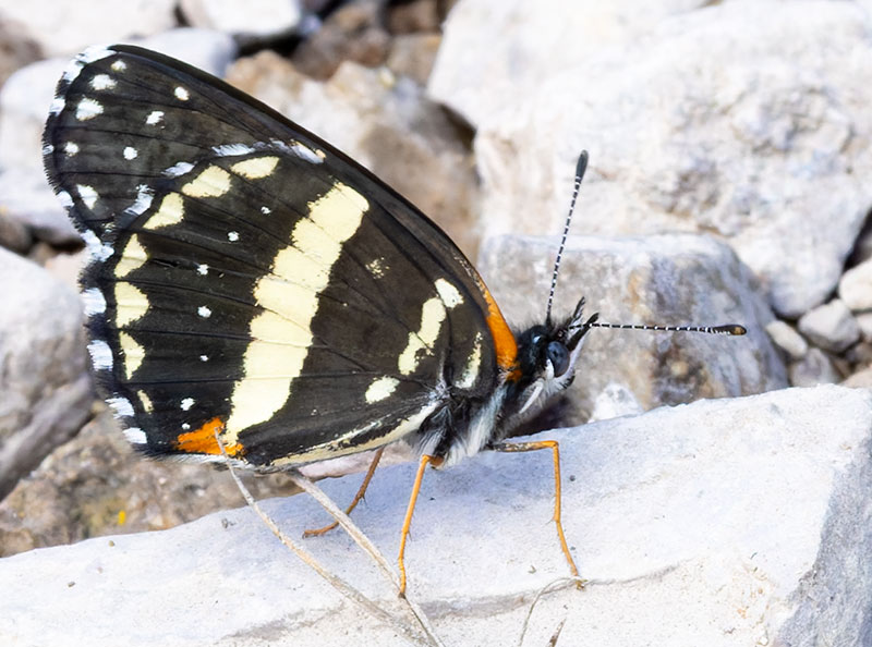 Bordered Patch Chlosyne lacinia Butterfly