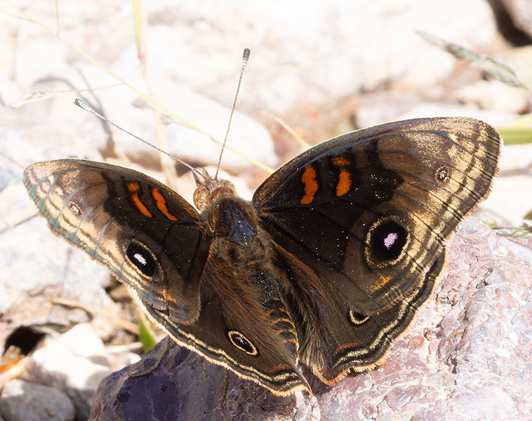 Common Buckeye Junonia coenia Butterfly