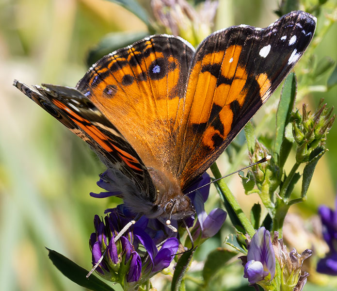 American Lady Vanessa virginiensi Butterfly