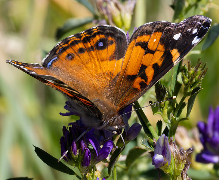 American Lady Vanessa virginiensi Butterfly