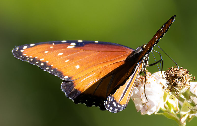 Queen Danaus gilippus Butterfly