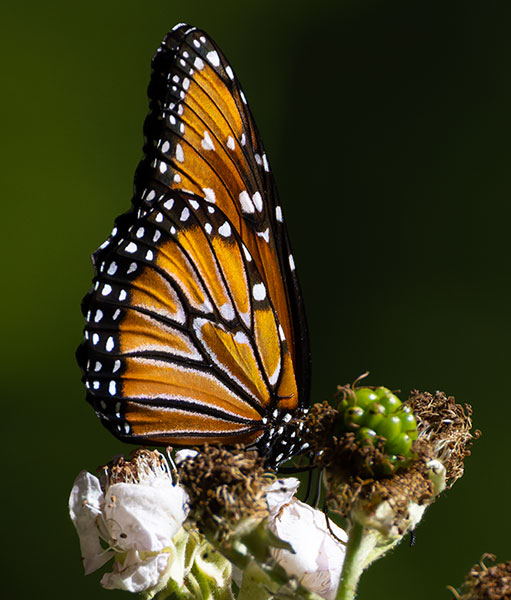 Queen Danaus gilippus Butterfly