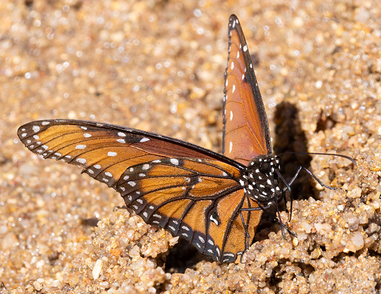 Queen Danaus gilippus Butterfly