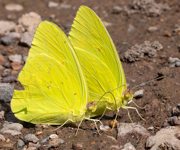 Cloudless Sulphur Phoebis sennae Butterfly