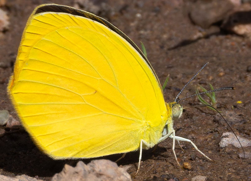 Tailed Orange Phoebis neocypris  Butterfly