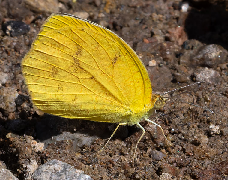Tailed Orange Phoebis neocypris  Butterfly