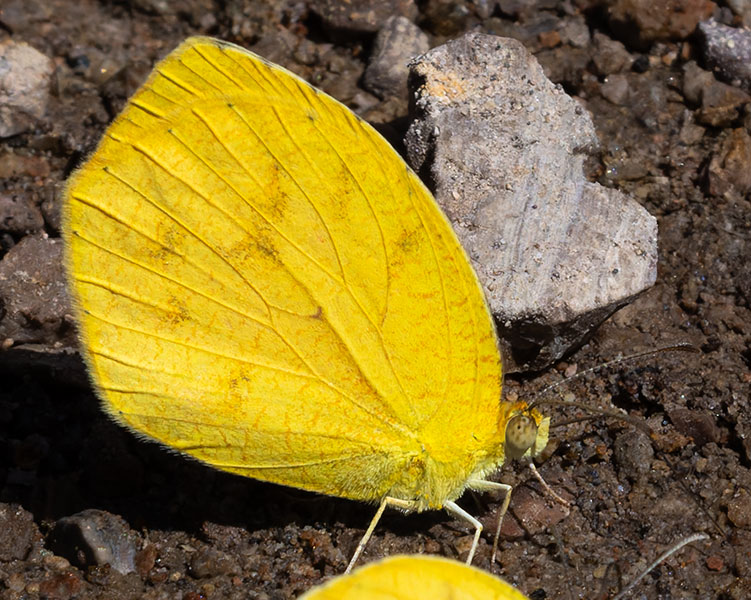 Tailed Orange Phoebis neocypris  Butterfly