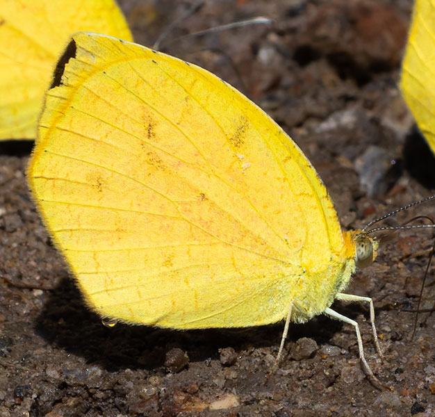 Tailed Orange Phoebis neocypris  Butterfly