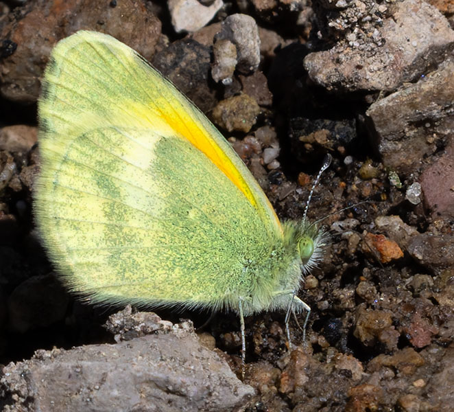 Dainty Sulphur Nathalis iole Butterfly