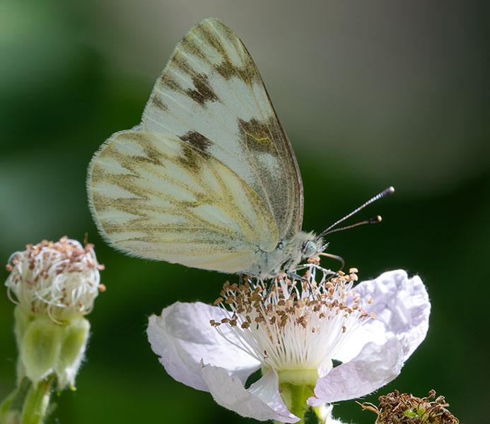 Checkered White Pontia protodice Butterfly